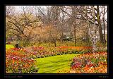 Keukenhof Hollandia 097